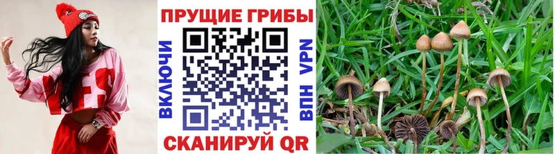 Псилоцибиновые грибы прущие грибы  Лиски 